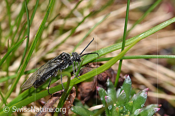 Photo: Dolerus nitens. Length 9 - 10mm. View from the side.