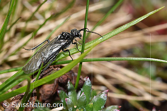 Foto: Schwarze Getreideblattwespe (Dolerus nitens). Länge 9 - 10mm. Ansicht von der Seite.