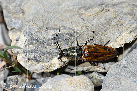 Photo: Ctenicera virens. Length 15 - 21mm. Male. View from above.