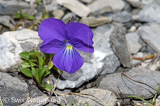 Langsporniges Stiefmütterchen (Viola calcarata)