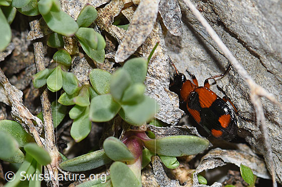 Foto: Kleinkreuz-Prunkläufer (Lebia cruxminor). Länge 5.3 -7.2mm.