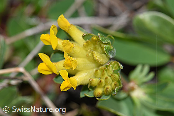 Foto: Alpen-Wundklee (Anthyllis vulneraria ssp. alpestris). Blüten.