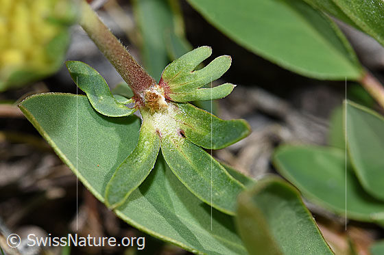 Foto: Alpen-Wundklee (Anthyllis vulneraria ssp. alpestris). 