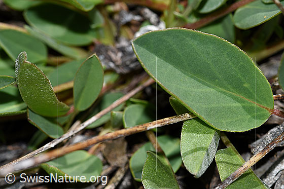 Photo: Anthyllis vulneraria ssp. Alpestris. Basic leaves.