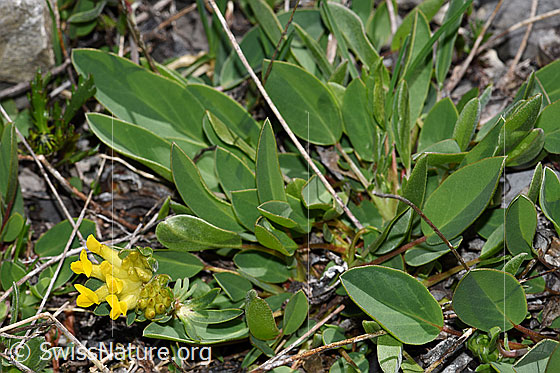 Foto: Alpen-Wundklee (Anthyllis vulneraria ssp. alpestris). Ganze Pflanze (Habitus)