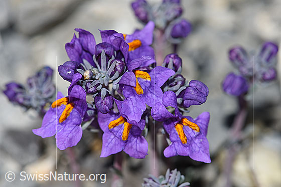Photo: Linaria alpina. Blossoms.