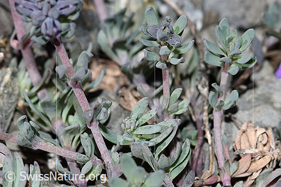 Foto: Alpen-Leinkraut (Linaria alpina). Blätter und Stängel.