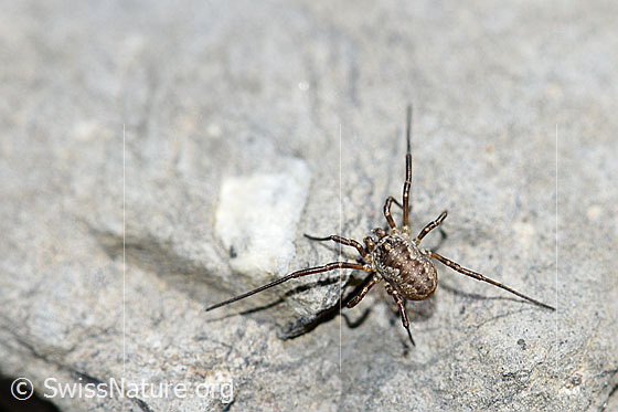Photo: Probably Mitopus morio. Body length: male 4.5 - 6.5mm, female 7 - 9mm. View from above.