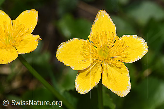 Foto: Sumpf-Dotterblume (Caltha palustris). Blüte.