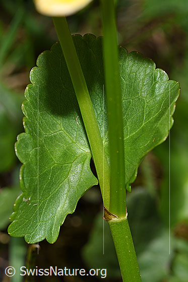 Foto: Sumpf-Dotterblume (Caltha palustris). Stängel und Blatt.