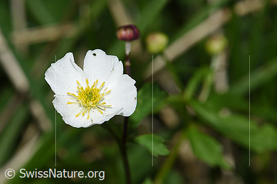 Foto: Eisenhutblättriger Hahnenfuss (Ranunculus aconitifolius). Blüte.