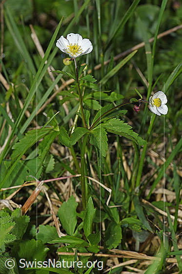Foto: Eisenhutblättriger Hahnenfuss (Ranunculus aconitifolius). Ganze Pflanze (Habitus).