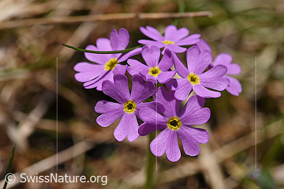 Foto: Mehl-Primel (Primula farinosa). Blüten.