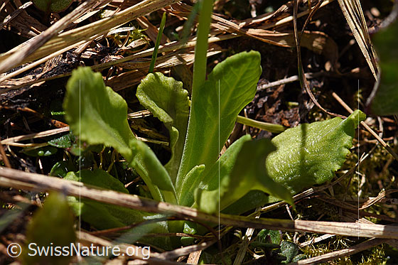 Foto: Mehl-Primel (Primula farinosa). Stängel und Blätter.