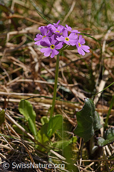 Foto: Mehl-Primel (Primula farinosa). Ganze Pflanze (Habitus).