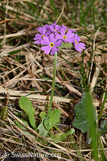 Photo: Primula farinosa. Whole plant (habiti).
