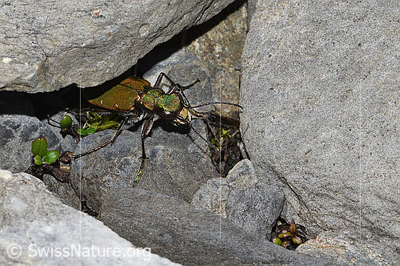 Foto: Feld-Sandlaufkäfer (Cicindela campestris). Wird auch Feldsandläufer genannt. Ansicht von schräg oben.