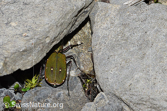 Foto: Feld-Sandlaufkäfer (Cicindela campestris), auch Feldsandläufer genannt. Ansicht von  oben.