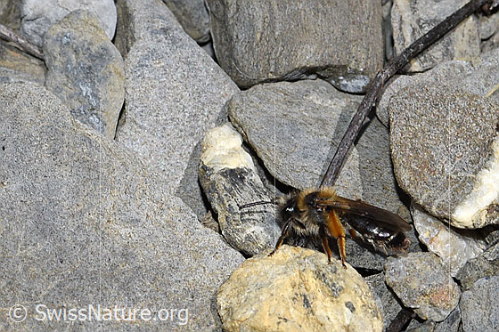 Rotbeinige Rippensandbiene (Andrena tibialis)