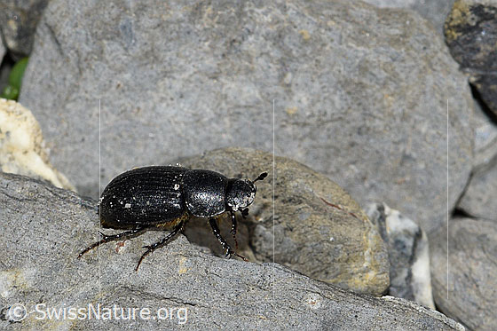 Foto: Grosser Dungkäfer (Aphodius fossor). Länge 10 - 13mm. Ansicht von der Seite. Wird auch Grabender Dungkäfer genannt.