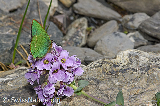 Photo: Callophrys rubi on Thlaspi rotundifolium. Wings closed. View from diagonally behind.