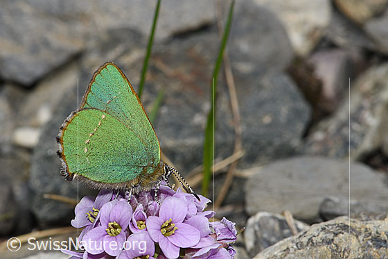 Photo: Callophrys rubi on Thlaspi rotundifolium. Wings closed. View from the side.