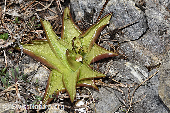 Photo: Pinguicula alpina. Whole plant (habiti). Flower not yet opened.  