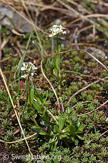 Foto: Bach-Gänsekresse (Arabis subcoriacea). Ganze Pflanze (Habitus).