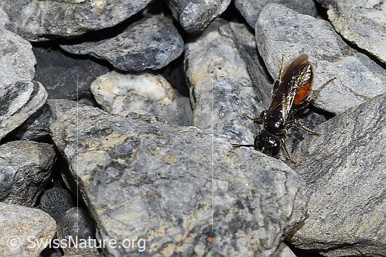 Sand-Blutbiene (Sphecodes pellucidus)