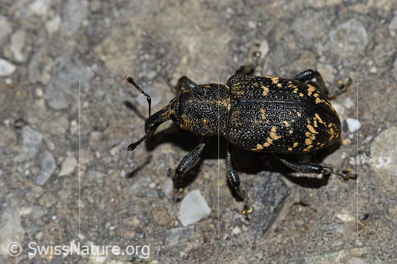 Foto: Grosser Brauner Rüsselkäfer (Hylobius abietis). Länge 7.5 - 13mm. Ansicht von oben. Wird auch Fichtenrüsselkäfer oder Fichtenrüssler genannt.
Umgebung: Asphaltierte Alpstrasse durch Blumenwiesen. Ca. 1470m ü.M.
Lat.: Hylobius abietis
Familie: Curculionidae (Rüsselkäfer)
Unterfamilie: Molytinae
Gattung: Hylobius