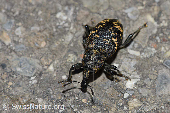Foto: Grosser Brauner Rüsselkäfer (Hylobius abietis). Länge 7.5 - 13mm. Ansicht von oben. Wird auch Fichtenrüsselkäfer oder Fichtenrüssler genannt.
Umgebung: Asphaltierte Alpstrasse durch Blumenwiesen. Ca. 1470m ü.M.
Lat.: Hylobius abietis
Familie: Curculionidae (Rüsselkäfer)
Unterfamilie: Molytinae
Gattung: Hylobius