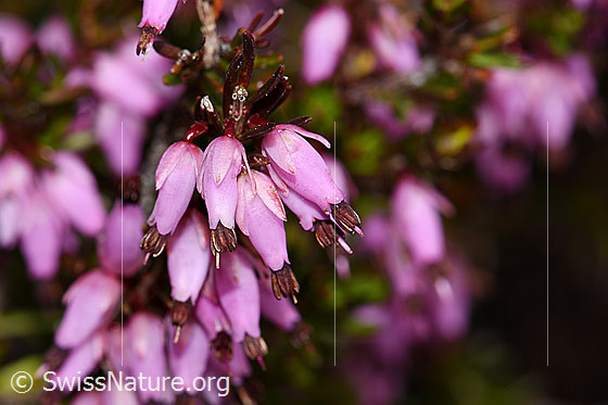 Foto: Erika (Erica carnea). Blüten.