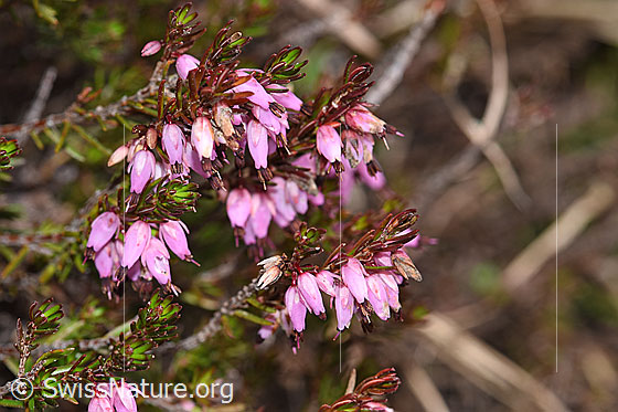 Foto: Erika (Erica carnea). Blüten, Blätter und Ästchen.