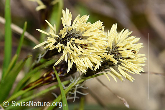 Foto: Wahrscheinlich Frühlings-Segge (Carex caryophyllea). Rispe.