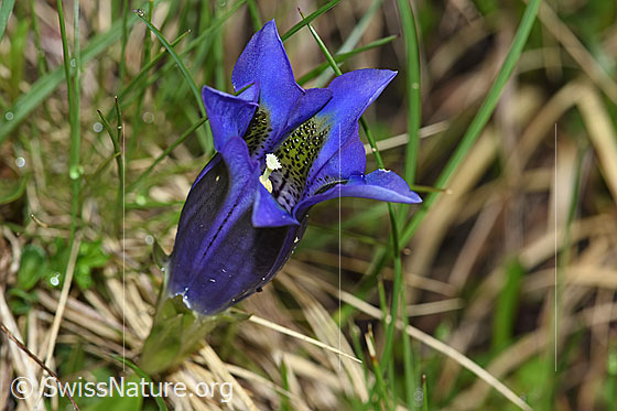 Foto: Kochscher Enzian (Gentiana acualis). Blüte und Kelch.