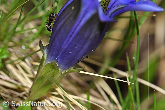Foto: Kochscher Enzian (Gentiana acualis). Kelchzähne.