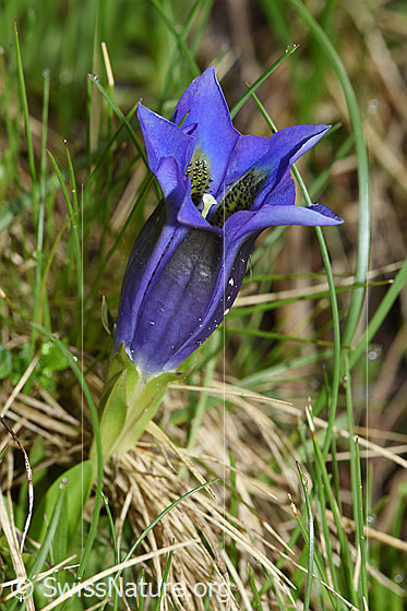 Foto: Kochscher Enzian (Gentiana acualis). Ganze Pflanze (Habitus).