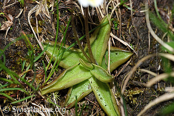 Photo: Pinguicula alpina. Leaves.