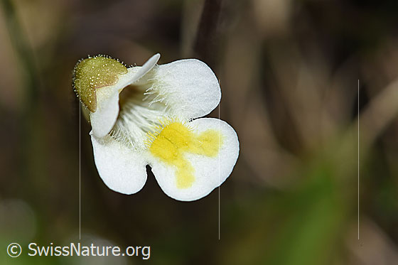 Foto: Alpen-Fettblatt (Pinguicula alpina). Blüte.