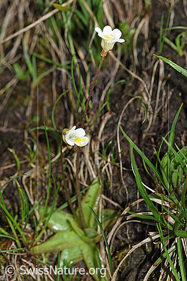 Foto: Alpen-Fettblatt (Pinguicula alpina). Ganze Pflanze (Habitus).