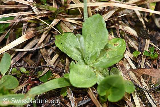 Photo: Primula farinosa. Leaves.