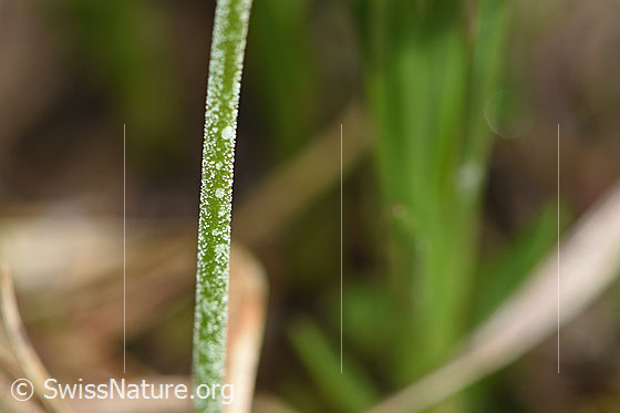 Photo: Primula farinosa. Stem.