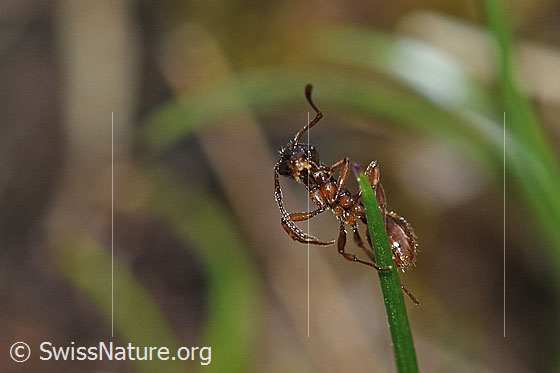 Photo: Manica rubida. Length 5 - 9mm. View of the bottom. The ant climbed up a blade of grass.