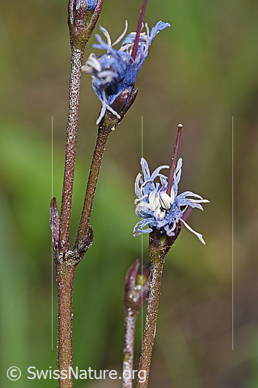 Photo: Soldanella alpina. Faded blossoms.