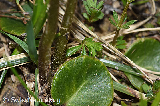 Photo: Soldanella alpina. Leaf and stem.