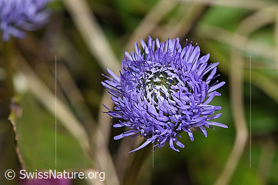Photo: Globularia nudicaulis. Blossom.