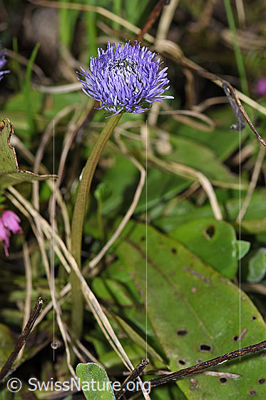 Photo: Globularia nudicaulis. Whole plant (habiti).