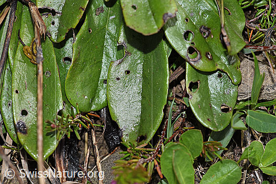Photo: Globularia nudicaulis. Leaves.