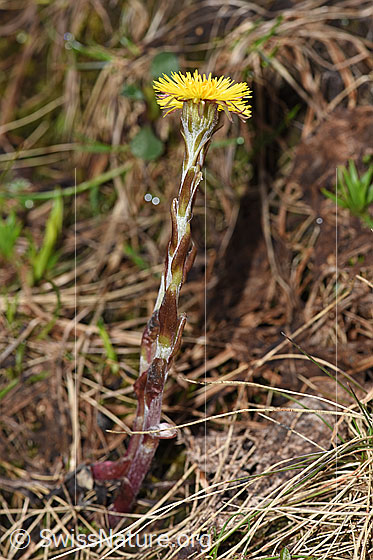 Foto: Huflattich (Tussilago farfara). Ganze Pflanze (Habitus).