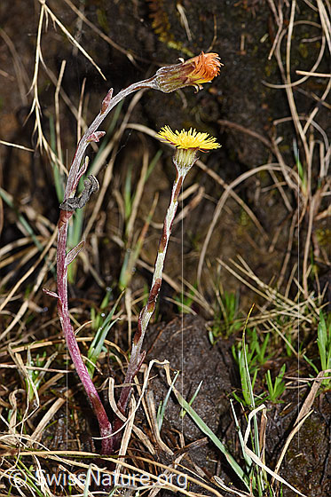 Photo: Tussilago farfara. Whole plant (habiti).